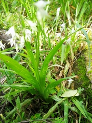 Melasphaerula graminea