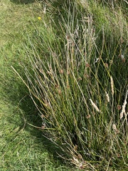 Juncus effusus