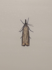 Chrysoteuchia culmella