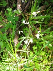 Melasphaerula graminea