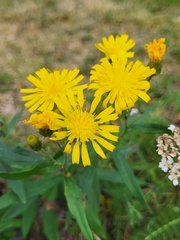 Hieracium umbellatum