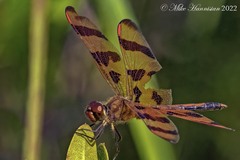 Celithemis eponina