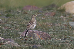 Eremophila alpestris