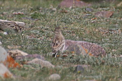 Eremophila alpestris