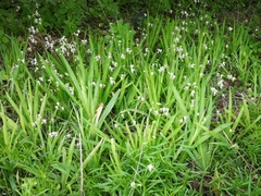 Melasphaerula graminea