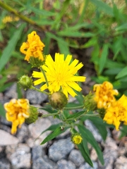 Hieracium umbellatum