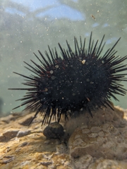 Mesocentrotus nudus