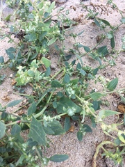 Atriplex laciniata