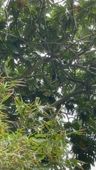 Pteropus seychellensis seychellensis