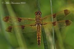 Libellula semifasciata