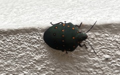 Solenosthedium rubropunctatum