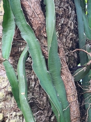 Selenicereus undatus
