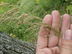 Poa nemoralis