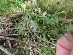 Melasphaerula graminea