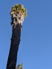 Arecaceae