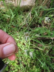 Melasphaerula graminea