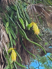 Selenicereus undatus