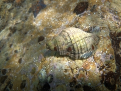 Nucella heyseana