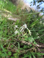 Melasphaerula graminea