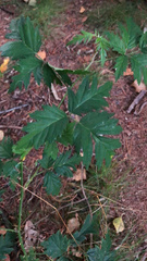 Rubus laciniatus