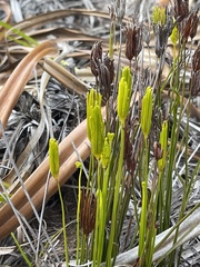 Actinostachys confusa