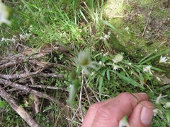 Melasphaerula graminea