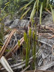 Actinostachys confusa