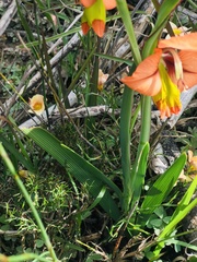 Gladiolus alatus