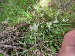 Melasphaerula graminea