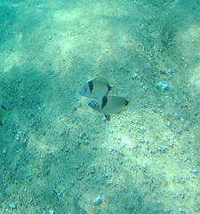 Diplodus vulgaris