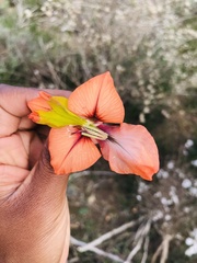 Gladiolus alatus