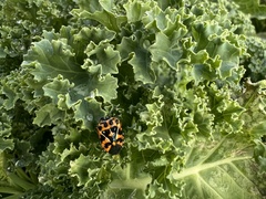 Murgantia histrionica