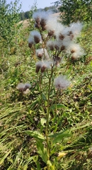 Cirsium arvense integrifolium