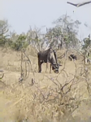 Connochaetes taurinus