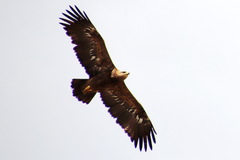Aquila nipalensis