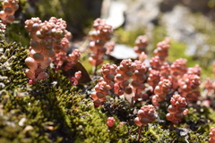 Sedum