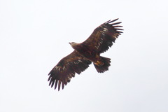 Aquila nipalensis
