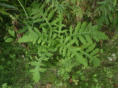 Cirsium oleraceum