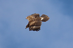 Aquila nipalensis