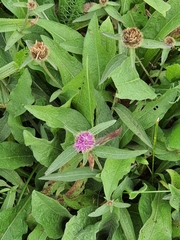 Centaurea nigra