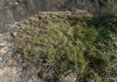 Tripogonella loliiformis