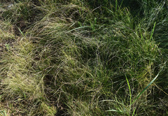 Tripogonella loliiformis