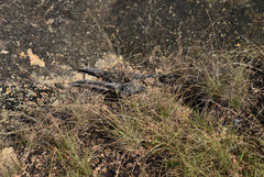 Tripogonella loliiformis