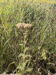 Achillea nobilis