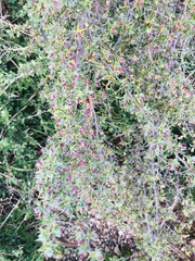 Cliffortia ruscifolia