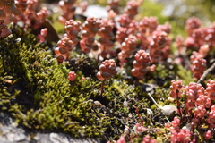 Sedum