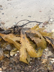 Fucus serratus