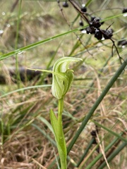Pterostylis alpina