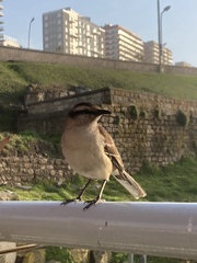 Mimus saturninus