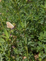 Polyommatus